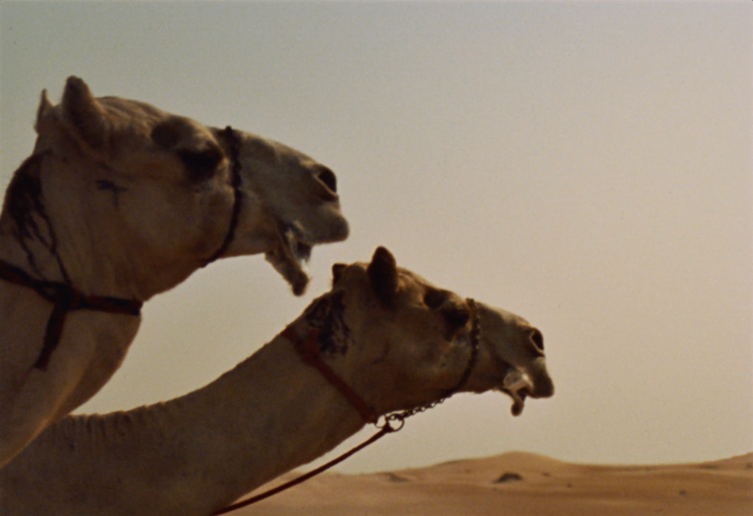 DESERT PROCESSION